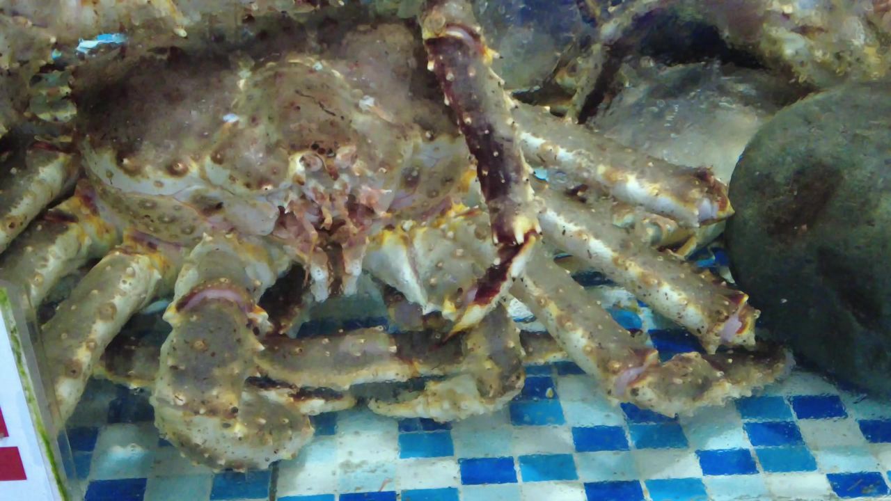 活体新鲜海鲜螃蟹龙虾帝王蟹石斑鱼乌龟实拍 