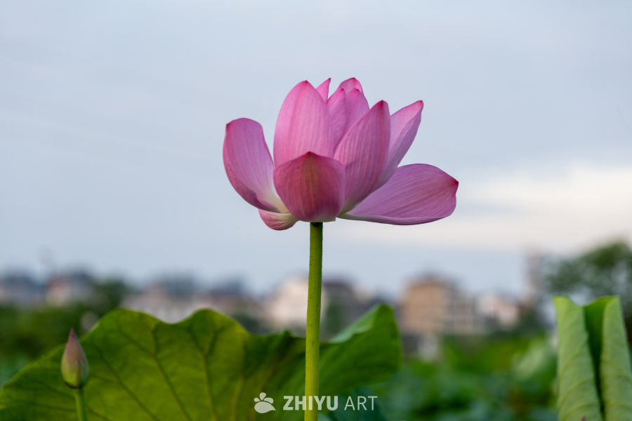 荷花 17