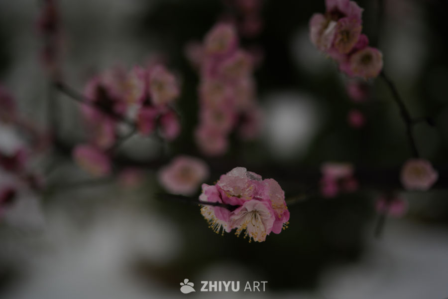 樱花绽放的春天