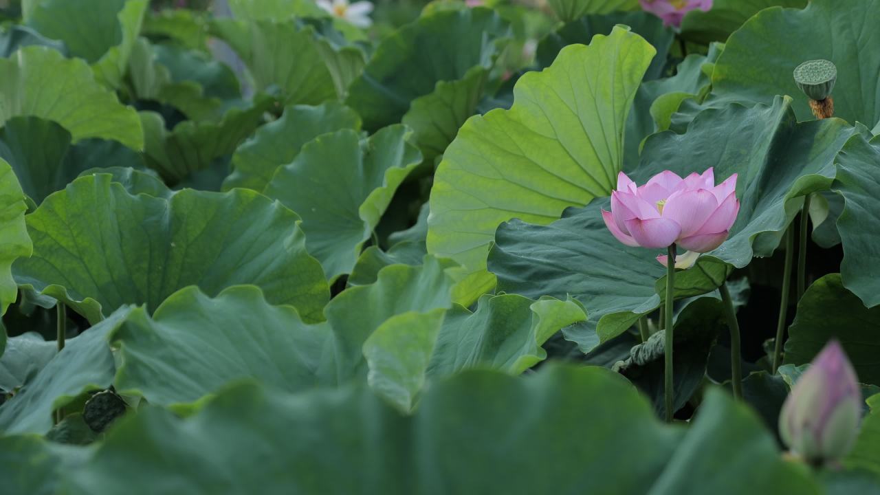 荷花 28