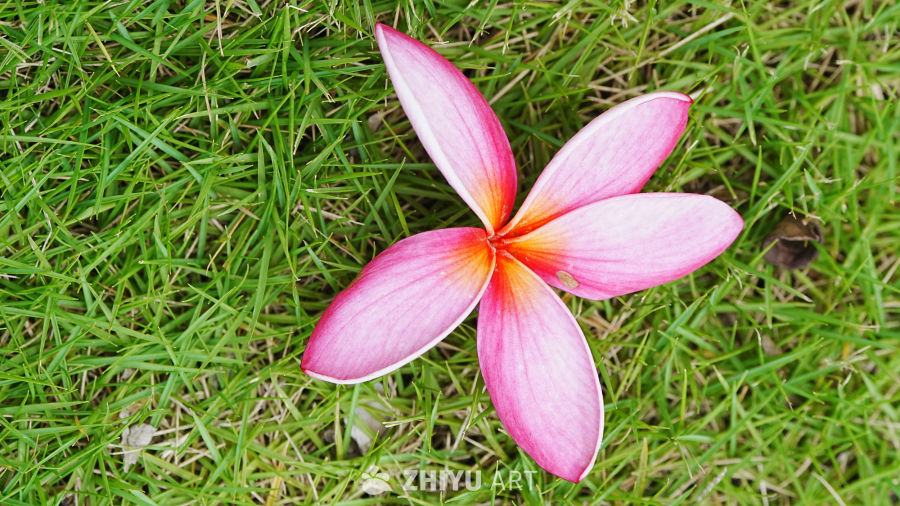 粉红花与绿草地