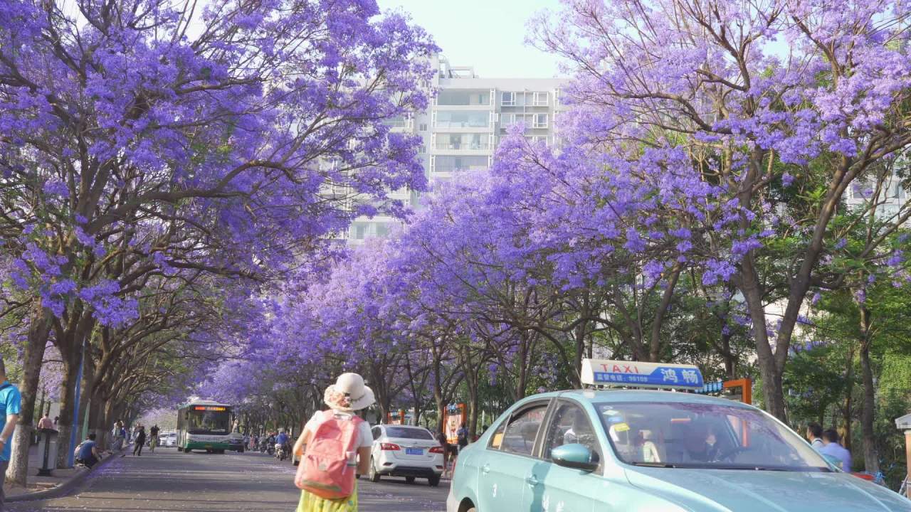 紫花树下的城市风景