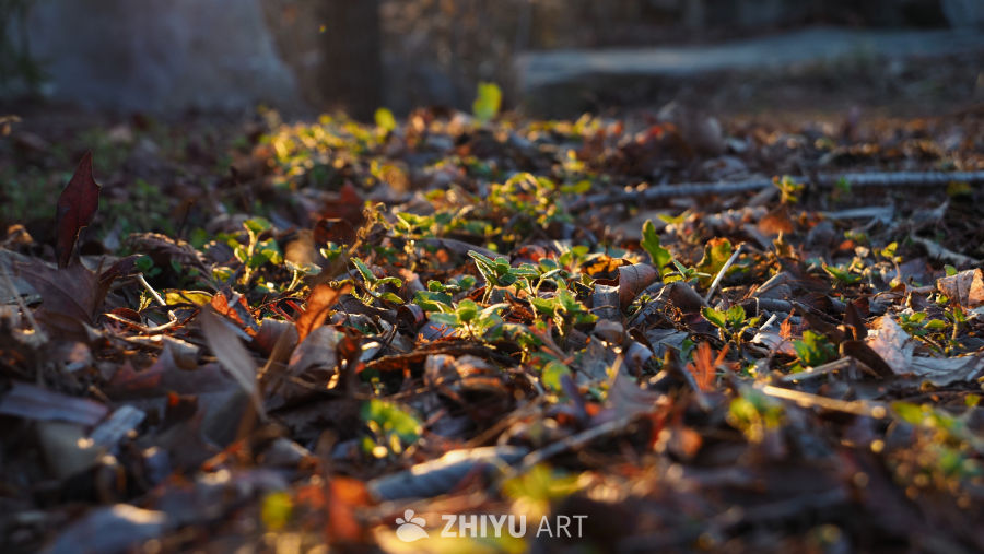 秋末新生：落叶间的绿意