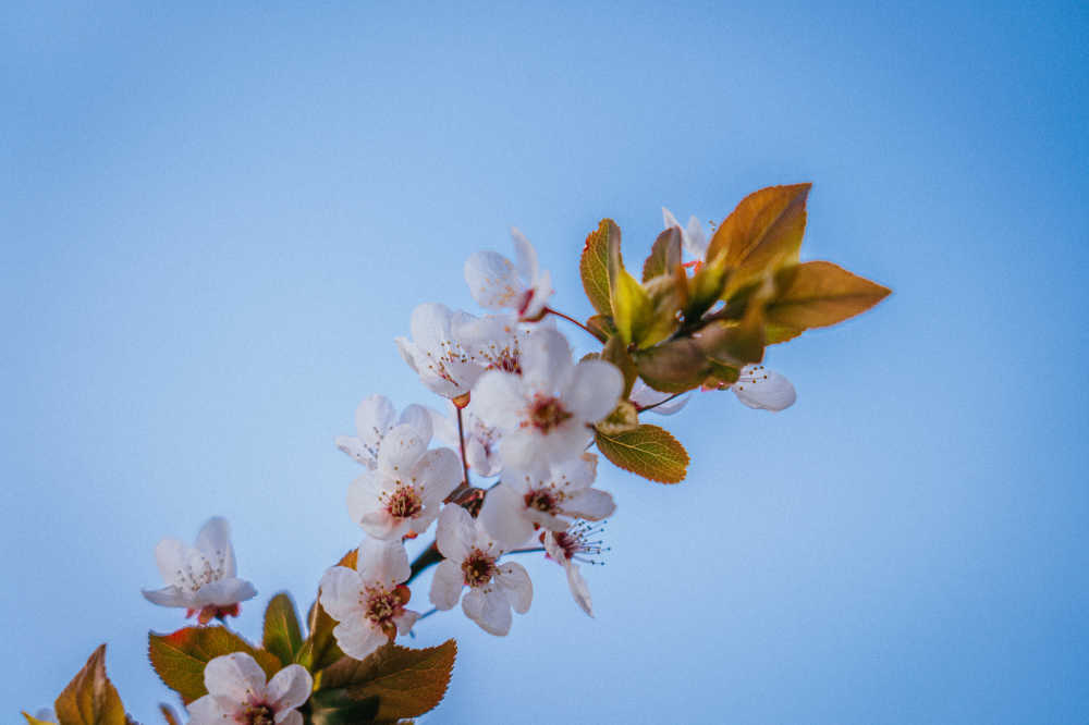 春日浪漫樱花