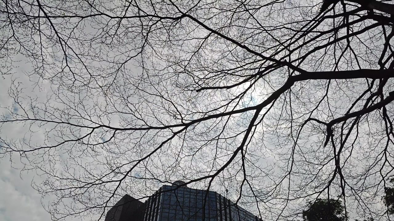 4K初春树枝仰拍左摇