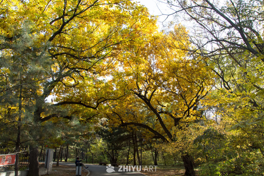 城市公园秋景