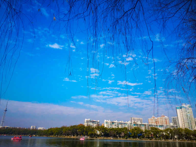 笔直树木水杉摄影图