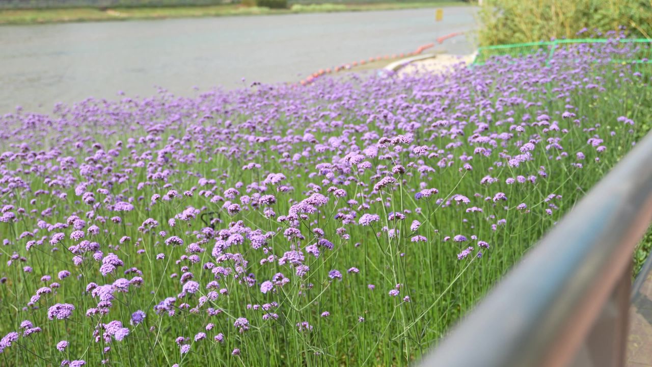 花 12