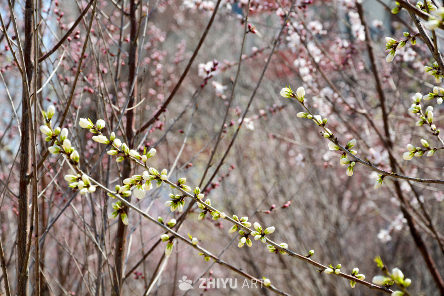春花山桃