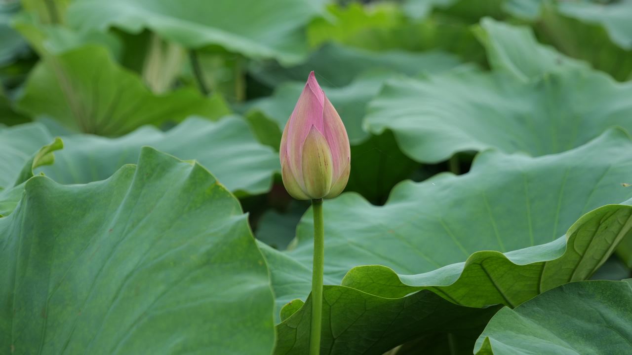 荷花 1