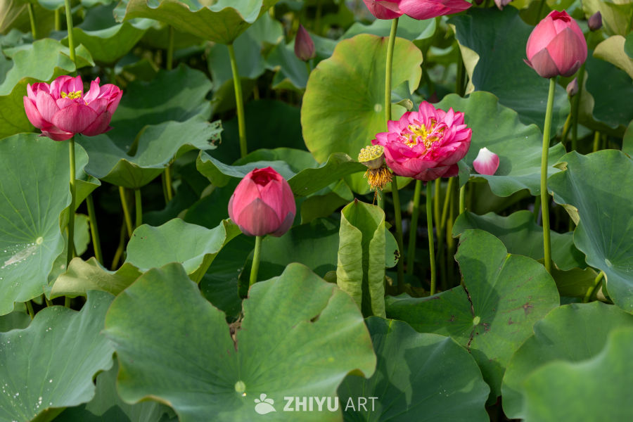 荷花 106