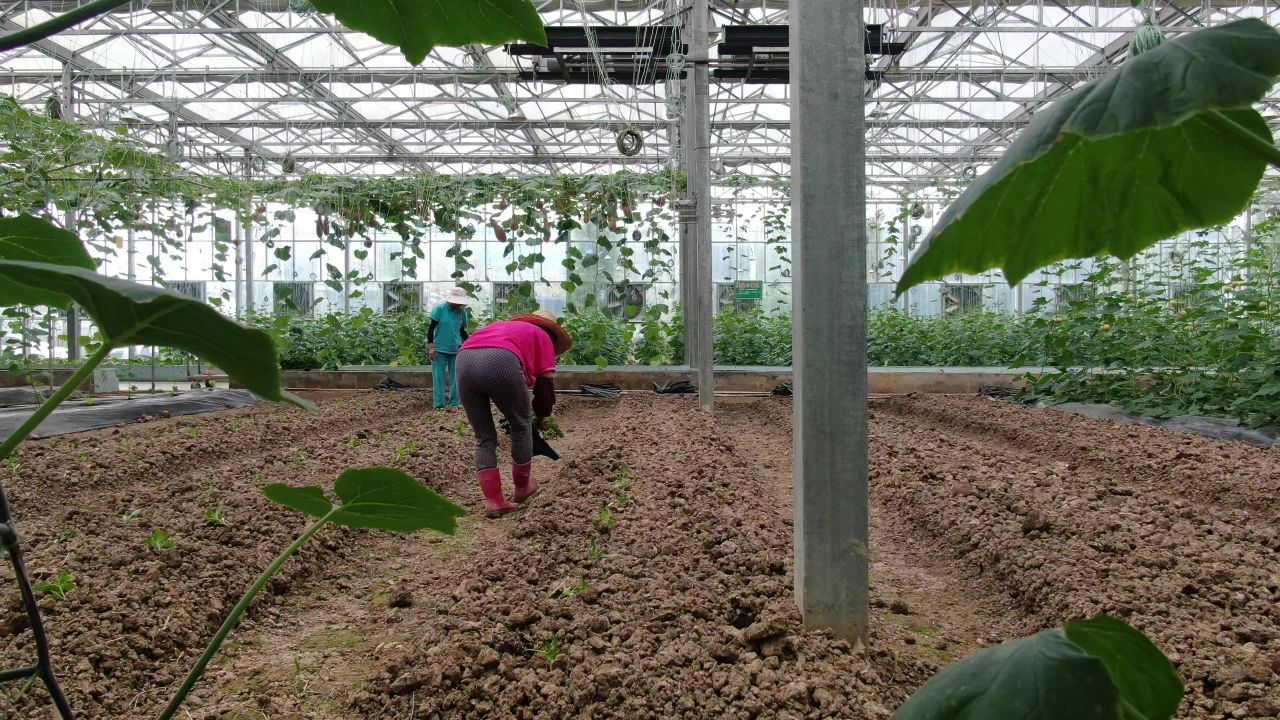农业种植大棚有机蔬菜 