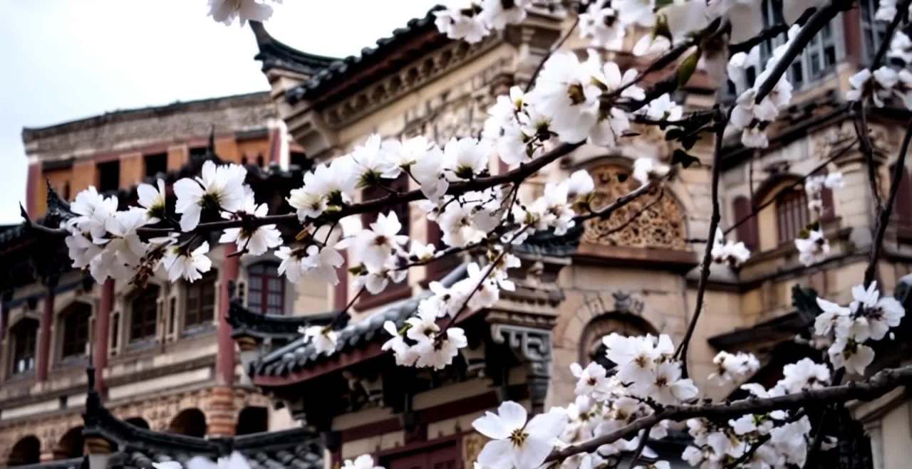 梨花盛开，覆盖着古老建筑。镜头聚焦于梨花特写，白色