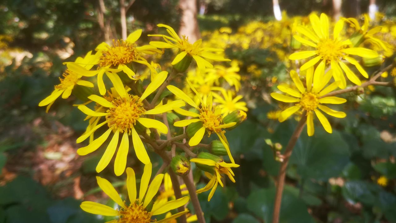 路边野花野草植物实拍 