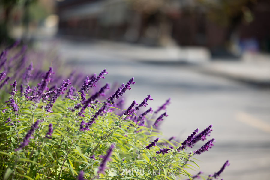 路边紫花随风摇曳