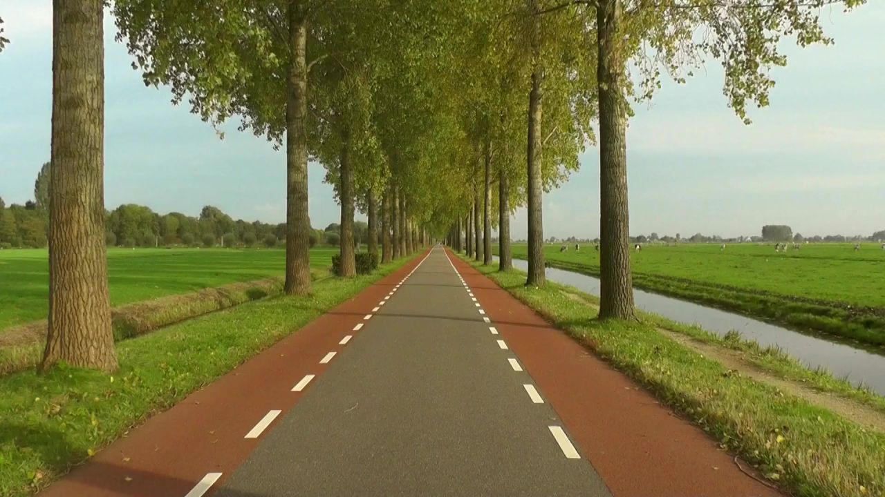 路车道绿树成荫红色