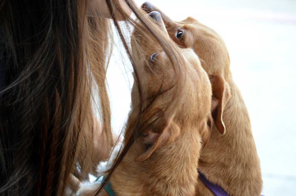 狗吻爱动物可爱