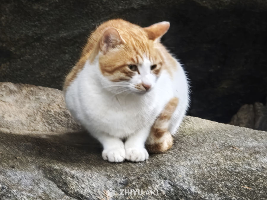 橘白猫咪静坐石上