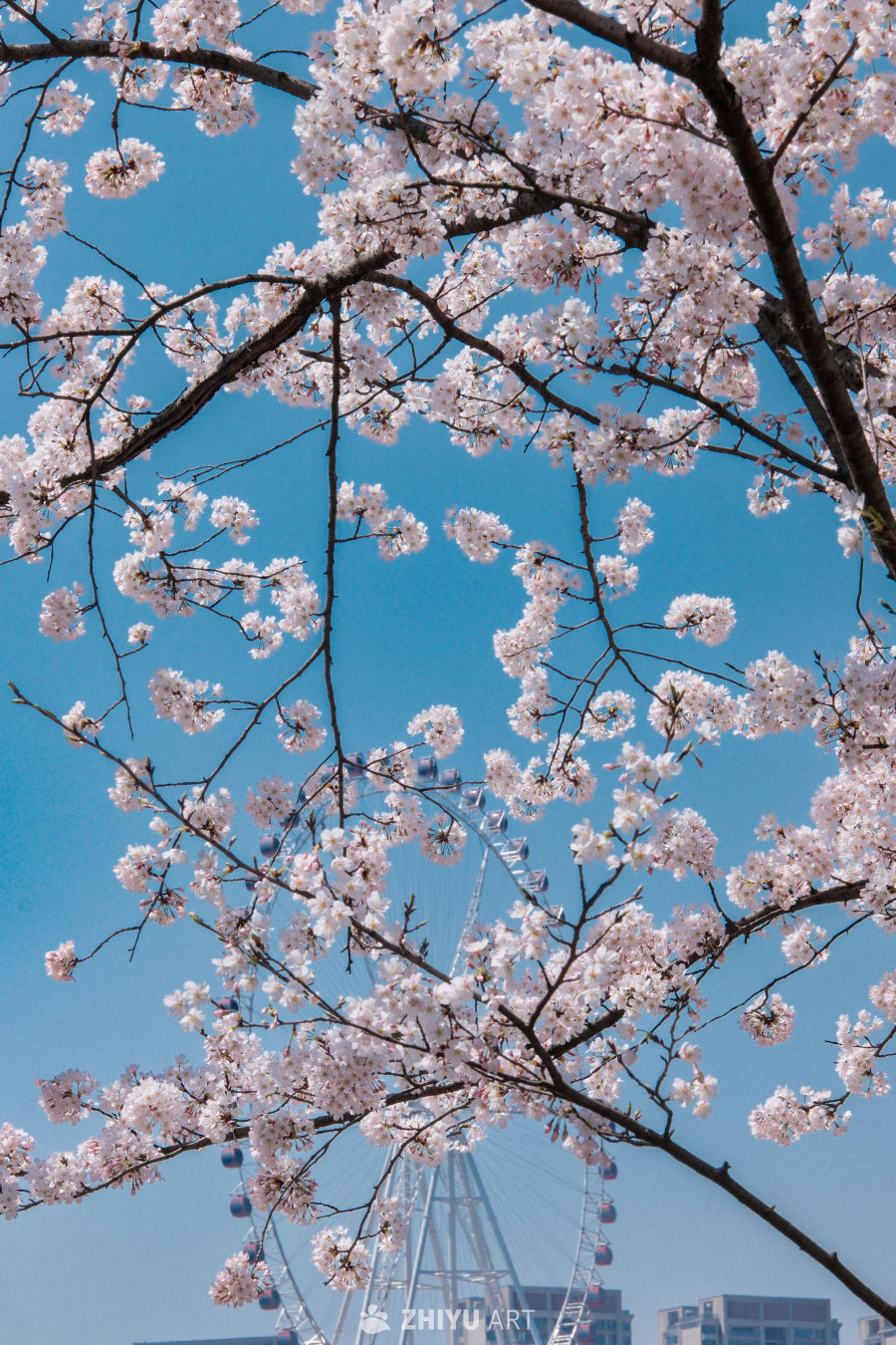 春与花 7