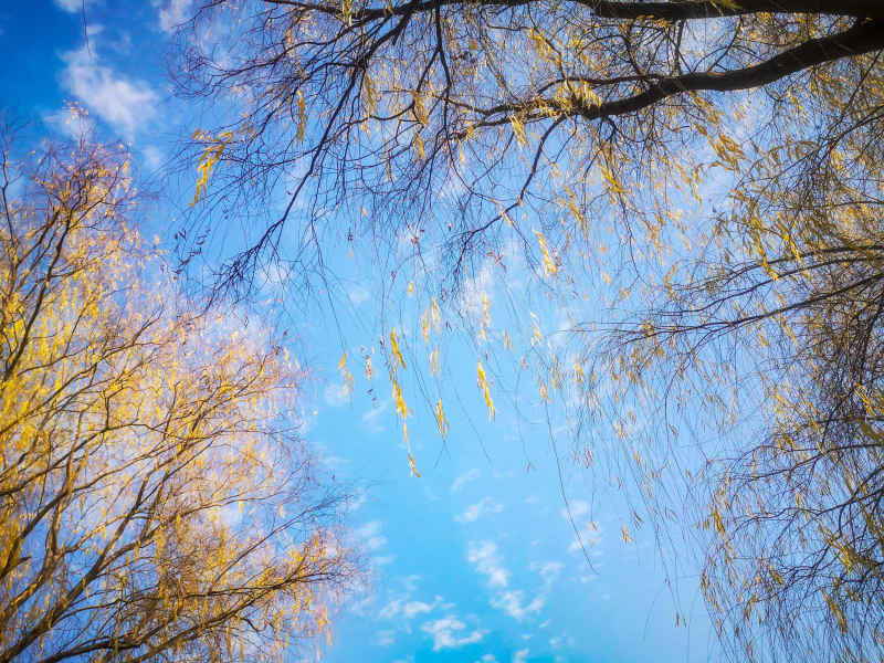 蓝天下秋天枯黄树叶植物摄影图  