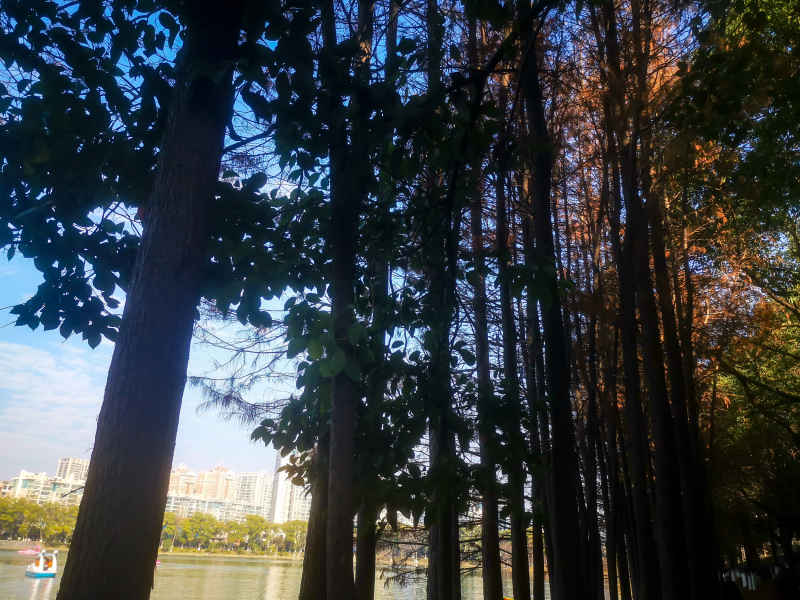 笔直树木水杉植物摄影图  
