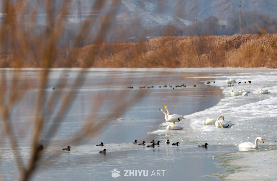 西伯利亚白天鹅到黄河兰州段“三江口”湿地筑巢越冬 10