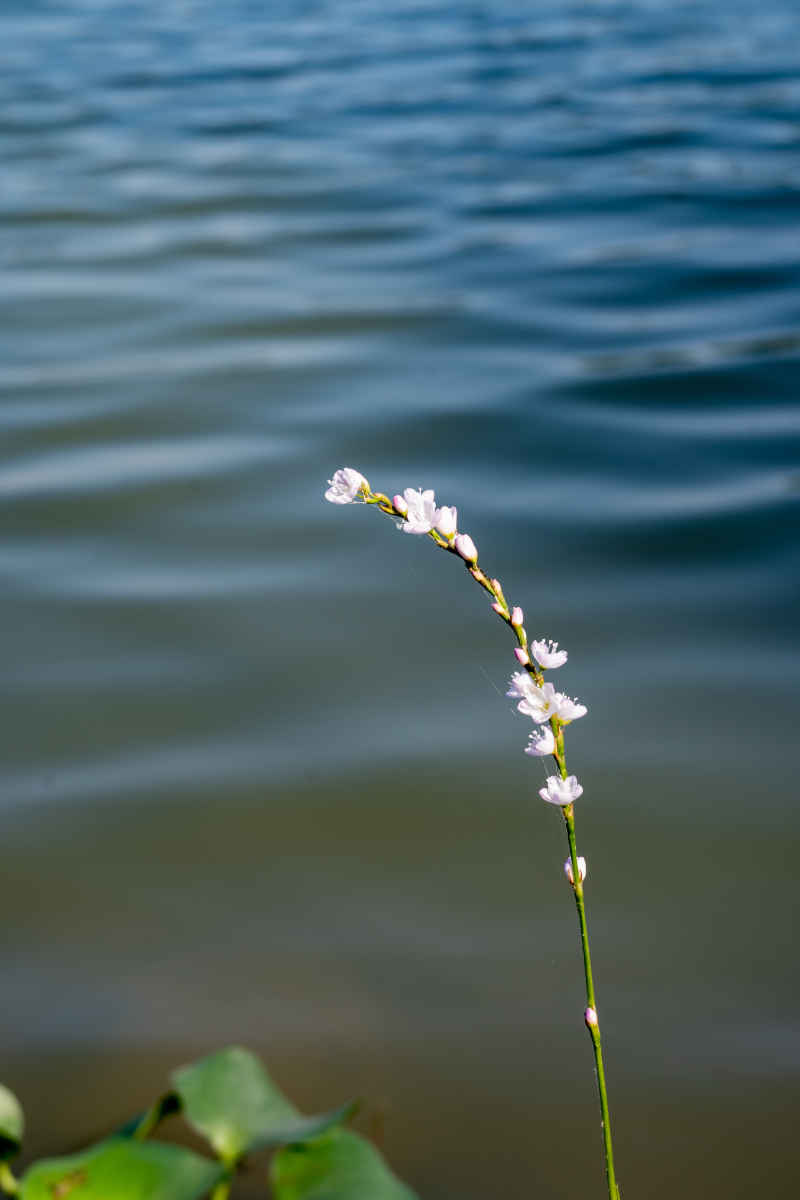 水  花