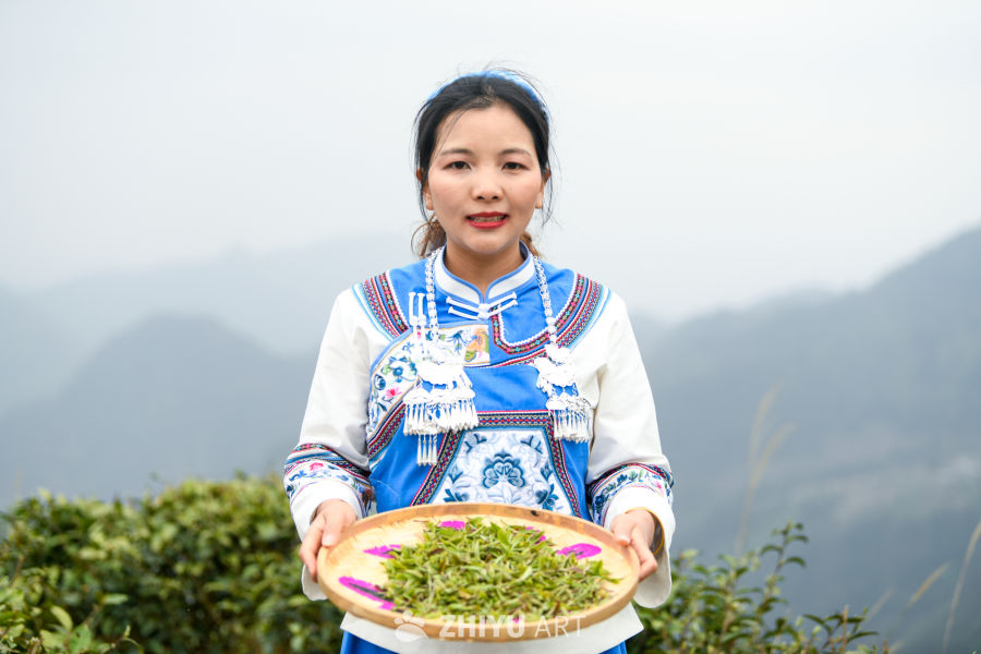 少数民族茶山采茶 3