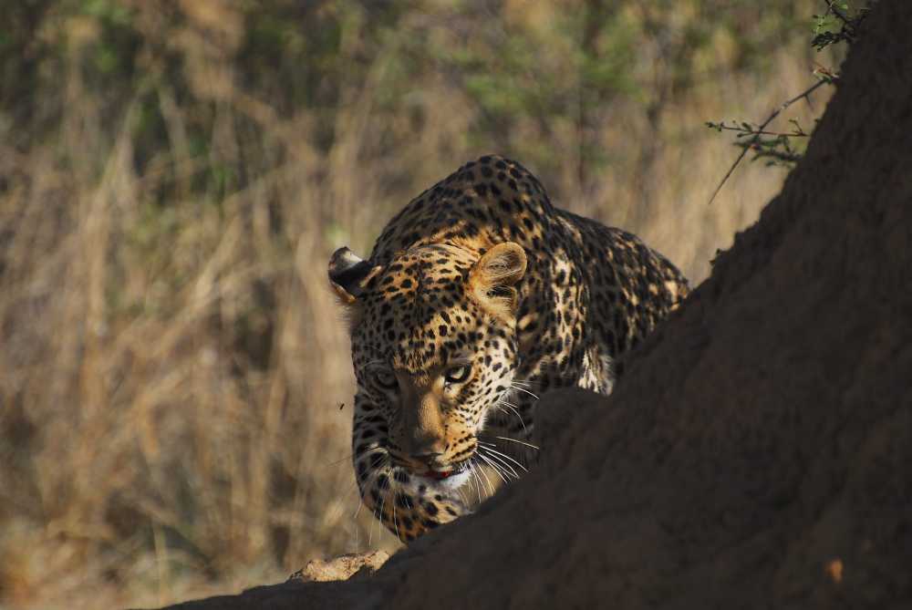 非洲猫豹野生自然