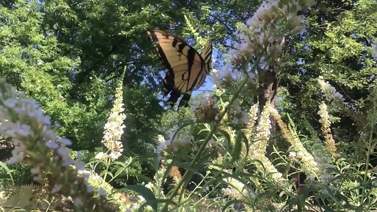 蝴蝶鲜花阳光夏天