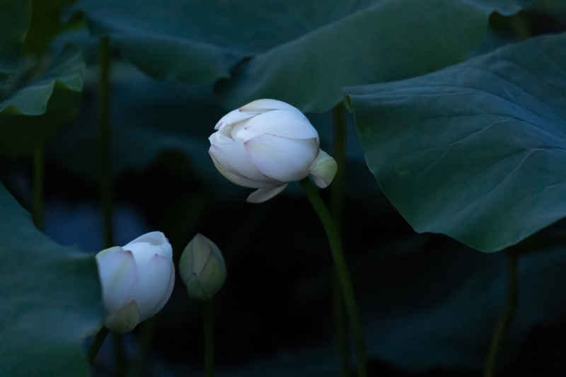 荷
