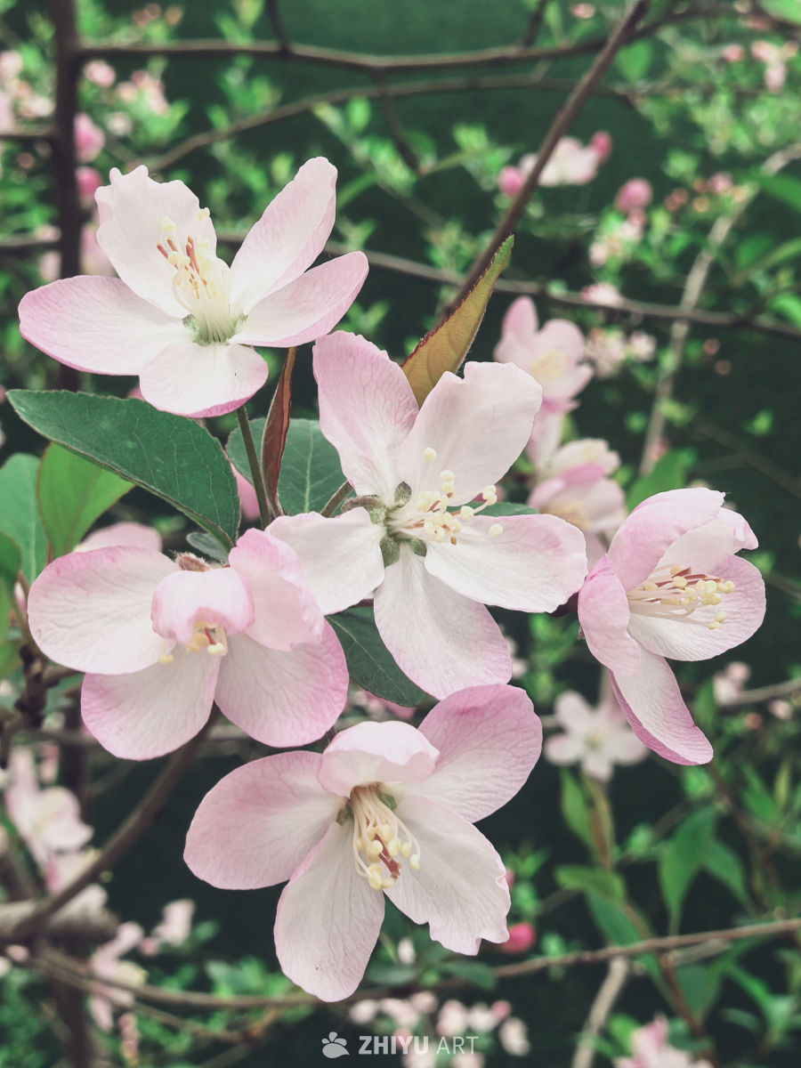 春天当然要拍花