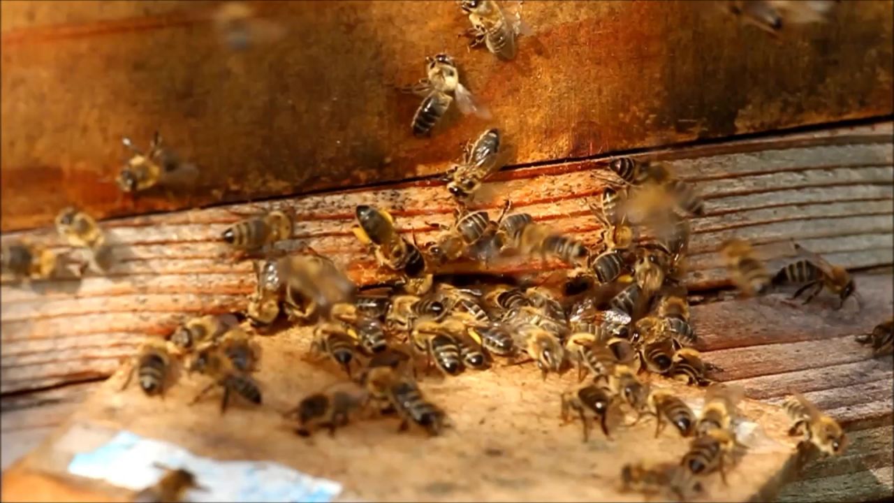 蜜蜂蜂箱蜂蜜昆虫