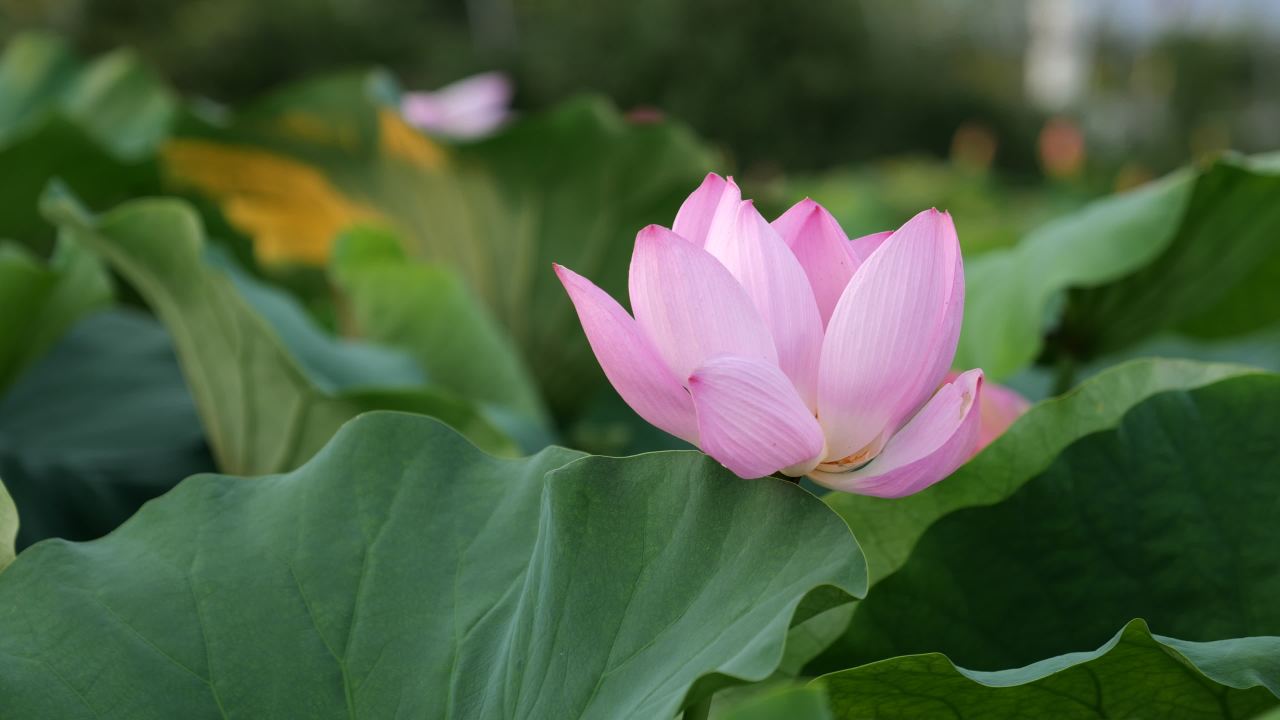 荷花 19