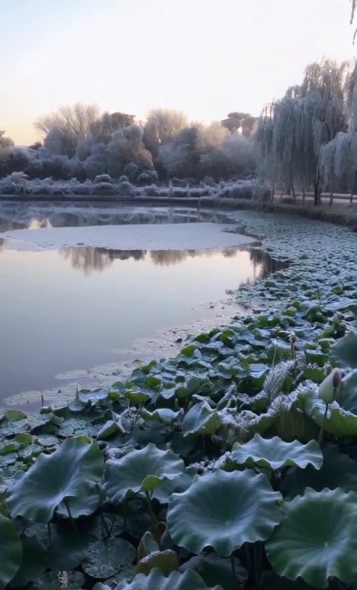 霜覆盖的荷塘，清晨的宁静与寒冷景象。