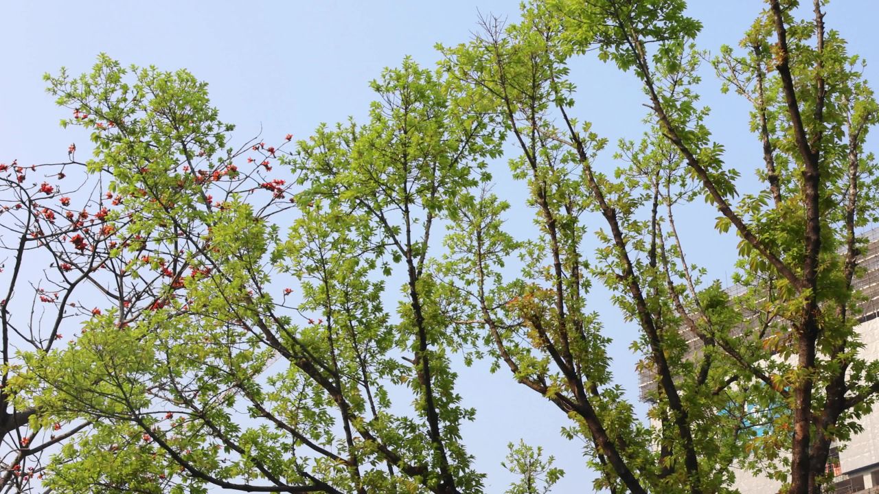 4K春天绿树嫩叶
