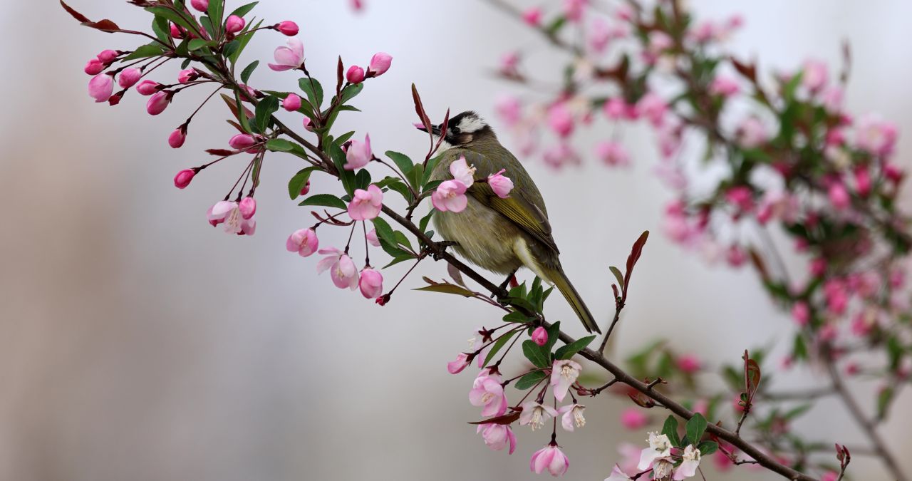 实拍8k海棠花上的鸟