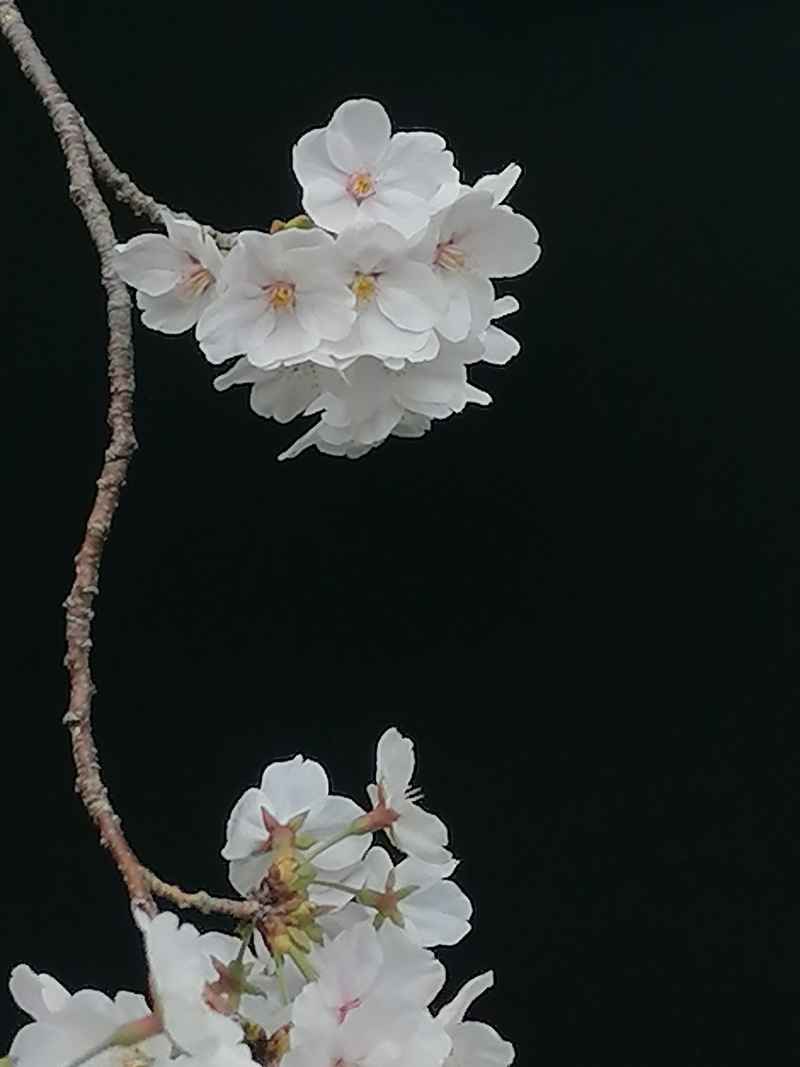 扭曲的樱花
