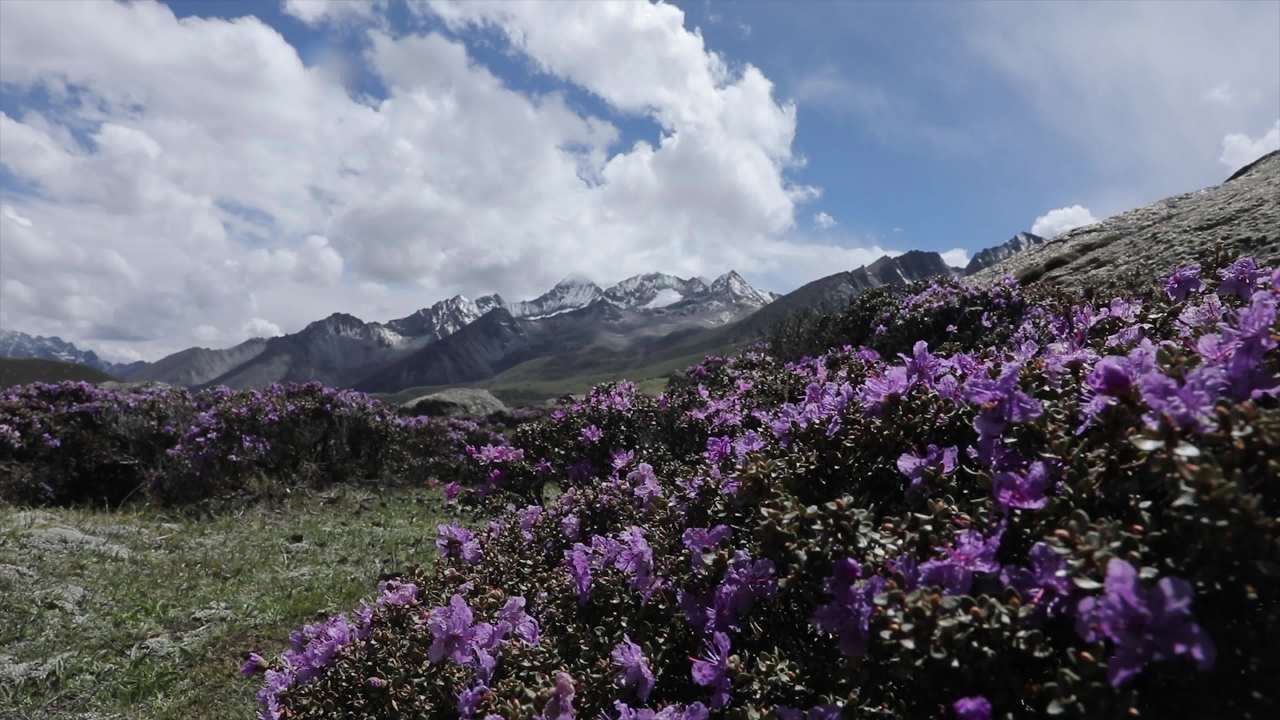 杜鹃花