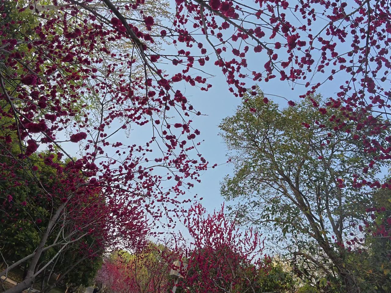 春日樱花盛开