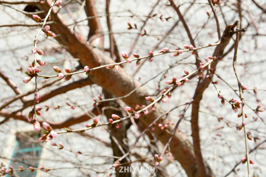 春花山桃