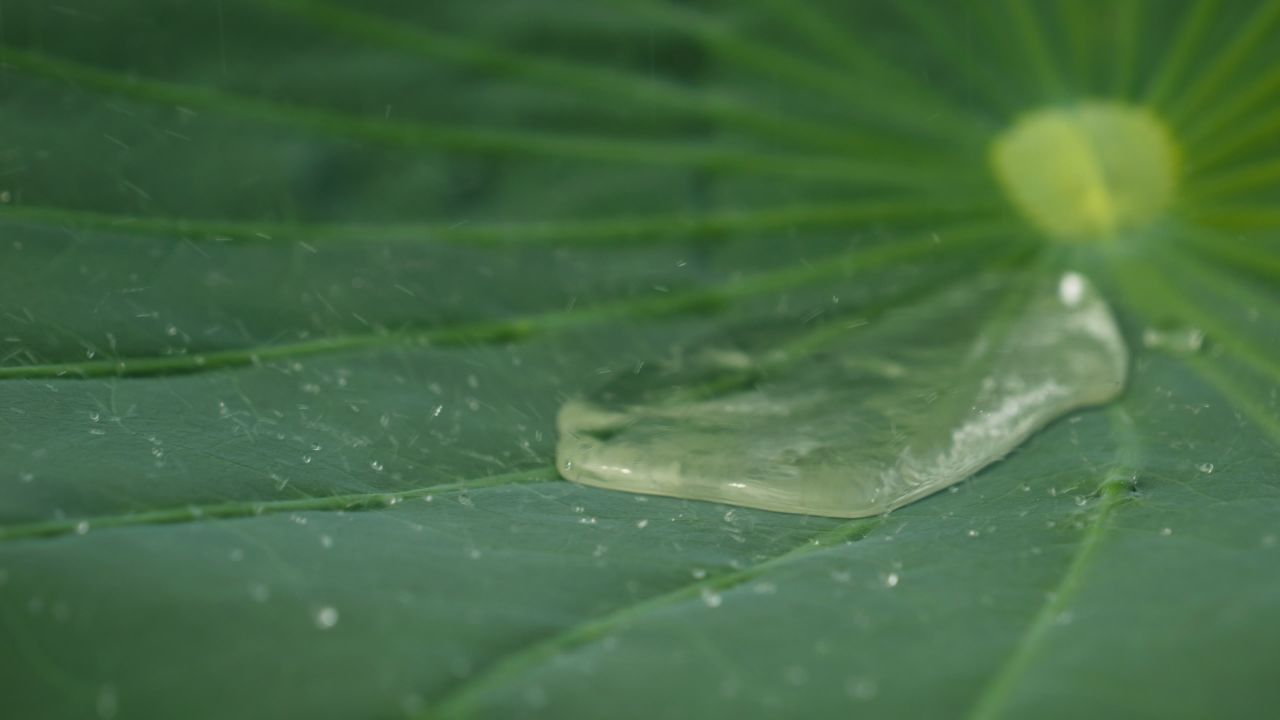夏天池塘湿地荷花荷叶莲蓬 38