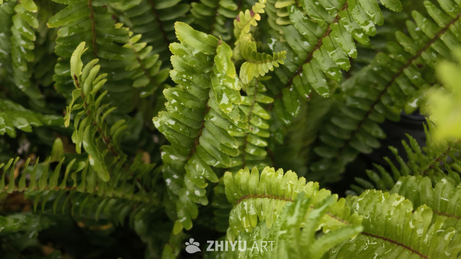 雨后清新的植物