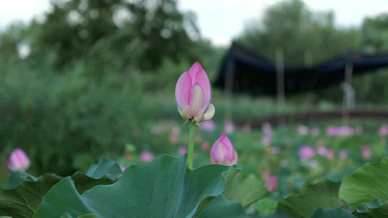 夜色下的城市大桥 5
