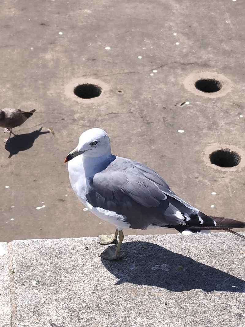 海鸥