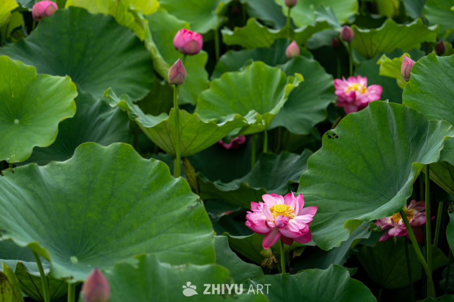 荷花 70