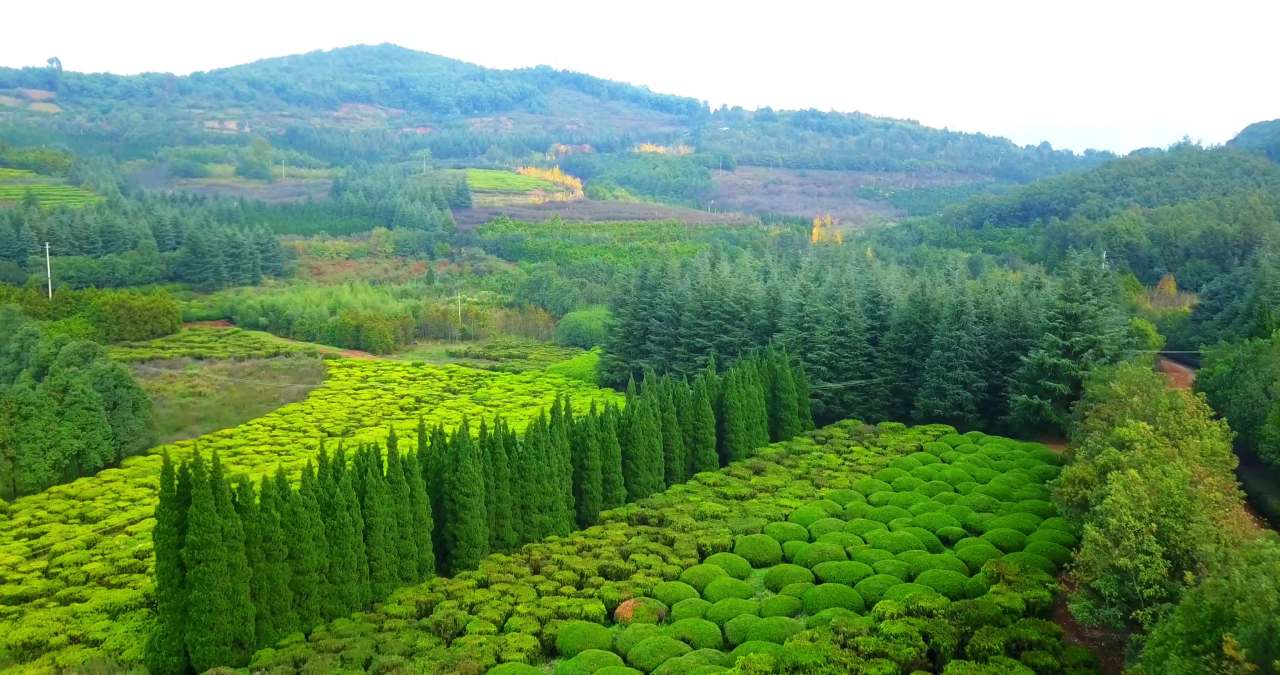 山间茶园航拍