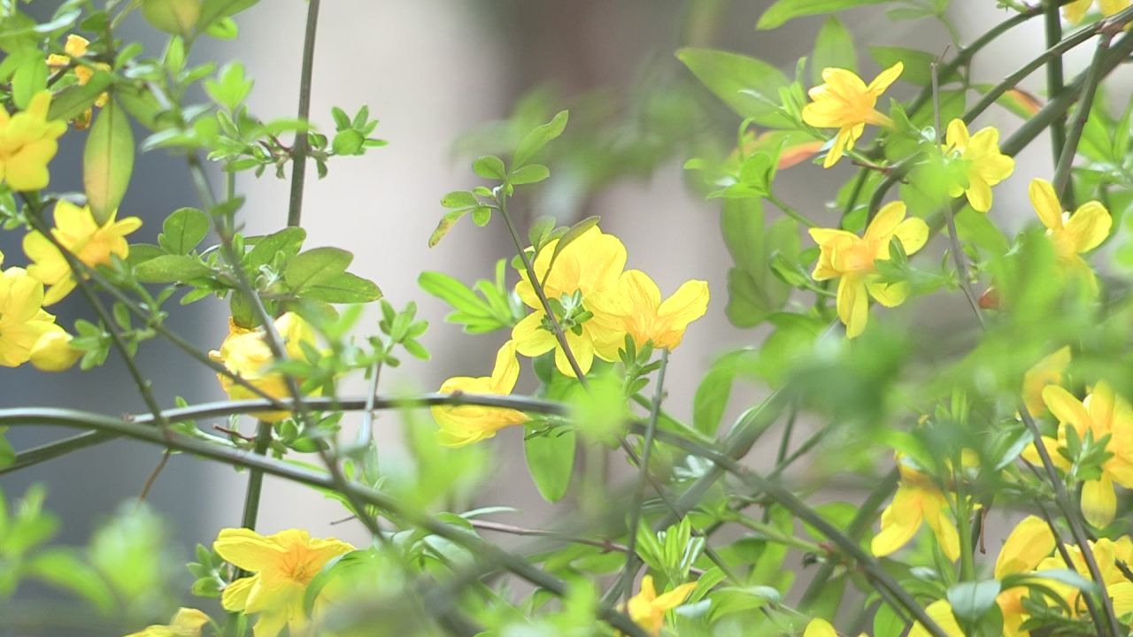 迎春花儿开 中景