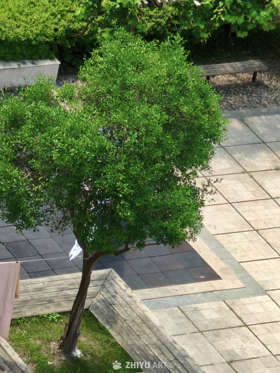 宁静的小区绿植