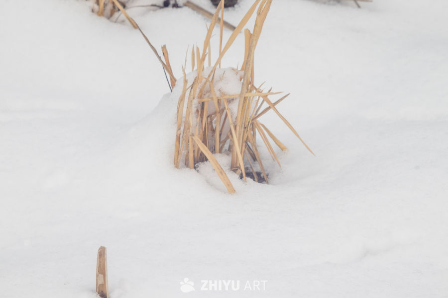 雪地枯草静谧冬景